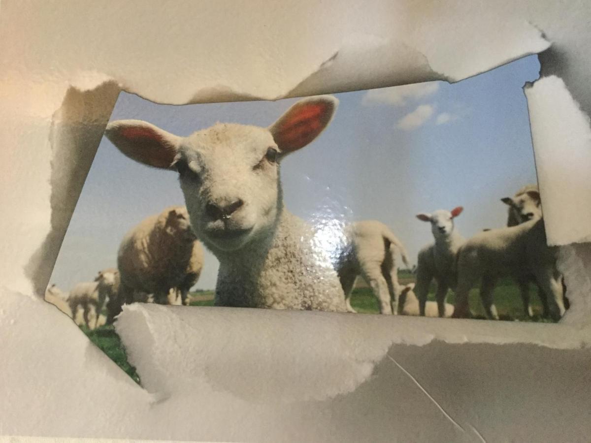 Le Loup Dans La Bergerie Montmartin-sur-Mer Exterior foto